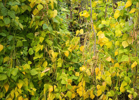 Ripe pods of kidney bean growing on farm.Â Bush with bunch of podsÂ of haricot plant (Phaseolus vulgaris) ripening in homemade garden.Â Organic farming, healthy food, BIO viands, back to nature concept.の写真素材