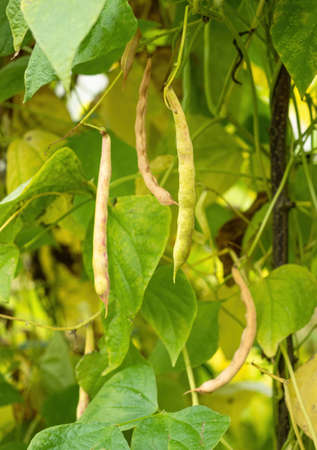 Ripe pods of kidney bean growing on farm.Â Bush with bunch of podsÂ of haricot plant (Phaseolus vulgaris) ripening in homemade garden.Â Organic farming, healthy food, BIO viands, back to nature concept.の写真素材