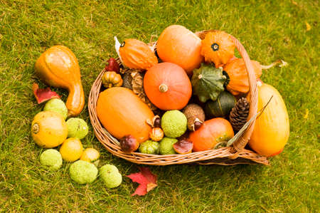 Ripe multicolor mix of squash exhibition on grass lawn. Fresh harvested decorative pumpkins in wicker basket displayed in garden. Organic farming, healthy food, BIO viands, back to nature concept.の写真素材
