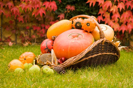 Ripe multicolor mix of squash exhibition on grass lawn. Fresh harvested decorative pumpkins in wicker basket displayed in garden. Organic farming, healthy food, BIO viands, back to nature concept.の写真素材