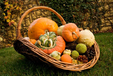 Ripe multicolor mix of squash exhibition on grass lawn. Fresh harvested decorative pumpkins in wicker basket displayed in garden. Organic farming, healthy food, BIO viands, back to nature concept.の写真素材