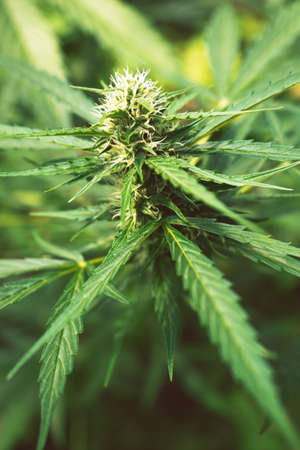 Ripe cannabis plant - hemp. Blooming female marijuana flower and leaves growing in homemade garden. Shallow depth of field and blurred background. Illuminated by soft daylight. Close-up.の写真素材
