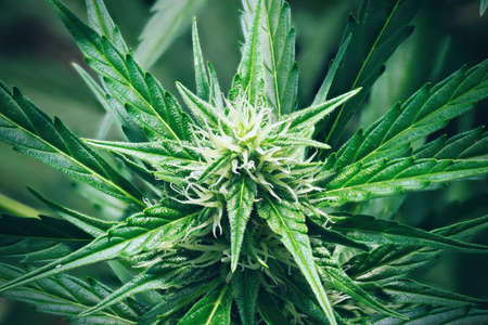Ripe cannabis plant - hemp. Blooming female marijuana flower and leaves growing in homemade garden. Shallow depth of field and blurred background. Illuminated by soft daylight. Close-up.の写真素材