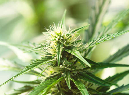 Ripe cannabis plant - hemp. Blooming female marijuana flower and leaves growing in homemade garden. Shallow depth of field and blurred background. Illuminated by soft daylight. Close-up.の写真素材