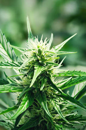 Ripe cannabis plant - hemp. Blooming female marijuana flower and leaves growing in homemade garden. Shallow depth of field and blurred background. Illuminated by soft daylight. Close-up.の写真素材