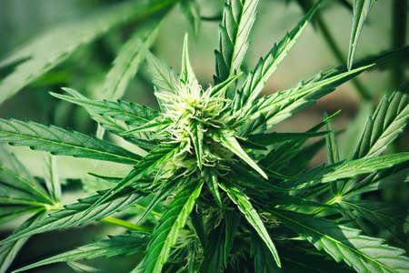 Ripe cannabis plant - hemp. Blooming female marijuana flower and leaves growing in homemade garden. Shallow depth of field and blurred background. Illuminated by soft daylight. Close-up.の写真素材