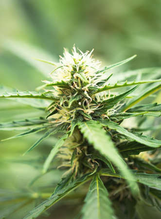 Ripe cannabis plant - hemp. Blooming female marijuana flower and leaves growing in homemade garden. Shallow depth of field and blurred background. Illuminated by soft daylight. Close-up.の写真素材