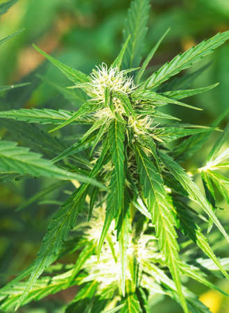 Ripe cannabis plant - hemp. Blooming female marijuana flower and leaves growing in homemade garden. Shallow depth of field and blurred background. Illuminated by soft daylight. Close-up.の写真素材