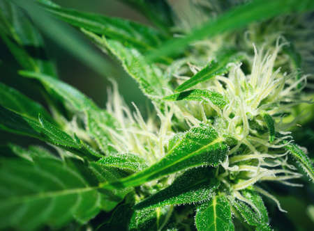 Ripe cannabis plant - hemp. Blooming female marijuana flower and leaves growing in homemade garden. Shallow depth of field and blurred background. Illuminated by soft daylight. Close-up.の写真素材