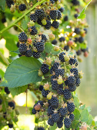 Natural fresh blackberries in a garden. Bunch of ripe berry fruit - Rubus fruticosus - on branch of plant with green leaves on farm. Organic farming, healthy food, BIO viands.の写真素材