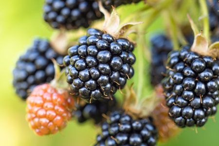 Natural fresh blackberries in a garden. Bunch of ripeÂ and unripe blackberry fruit - Rubus fruticosus - on branch of plant with green leaves on farm. Organic farming, healthy food, BIO viands.の写真素材