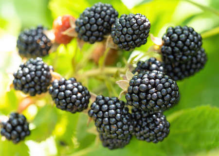 Natural fresh blackberries in a garden. Bunch of ripe blackberry fruit - Rubus fruticosus - on branch of plant with green leaves on farm. Organic farming, healthy food, BIO viands.の写真素材
