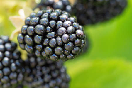 Natural fresh blackberries in a garden. Bunch of ripe berry fruit - Rubus fruticosus - on branch of plant with green leaves on farm. Organic farming, healthy food, BIO viands.の写真素材