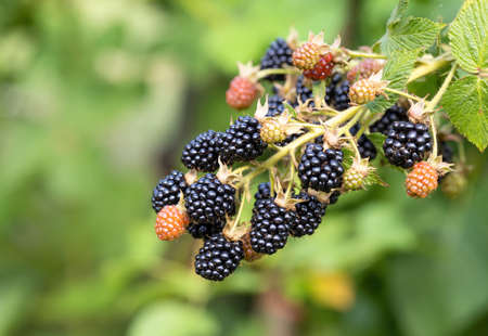 Natural fresh blackberries in a garden. Bunch of ripeÂ and unripe berry fruit - Rubus fruticosus - on branch of plant with green leaves on farm. Organic farming, healthy food, BIO viands.の写真素材
