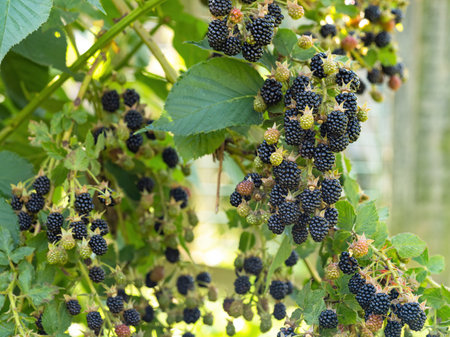 Natural fresh blackberries in a garden. Bunch of ripe blackberry fruit - Rubus fruticosus - on branch of plant with green leaves on farm. Organic farming, healthy food, BIO viands.の写真素材