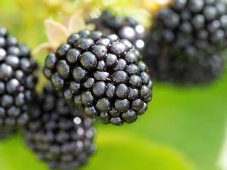 Natural fresh blackberries in a garden. Bunch of ripe blackberry fruit - Rubus fruticosus - on branch of plant with green leaves on farm. Organic farming, healthy food, BIO viands.の写真素材