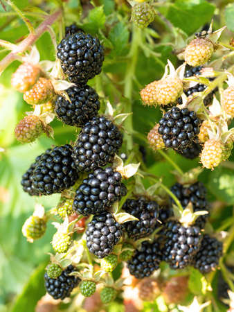 Natural fresh blackberries in a garden. Bunch of ripe blackberry fruit - Rubus fruticosus - on branch of plant with green leaves on farm. Organic farming, healthy food, BIO viands.の写真素材