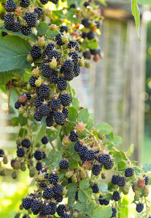 Natural fresh blackberries in a garden. Bunch of ripe blackberry fruit - Rubus fruticosus - on branch of plant with green leaves on farm. Organic farming, healthy food, BIO viands.の写真素材