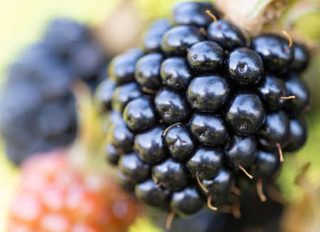 Natural fresh blackberries in a garden. Bunch of ripeÂ and unripe blackberry fruit - Rubus fruticosus - on branch of plant with green leaves on farm. Organic farming, healthy food, BIO viands.の写真素材