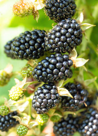 Natural fresh blackberries in a garden. Bunch of ripe berry fruit - Rubus fruticosus - on branch of plant with green leaves on farm. Organic farming, healthy food, BIO viands.の写真素材