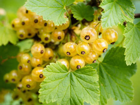 Ripe white currants (Ribes rubrum White Grape) in homemade garden. Fresh bunch of natural fruit growing on branch on farm. Close-up. Organic farming, healthy food, BIO viands, back to nature concept.の写真素材