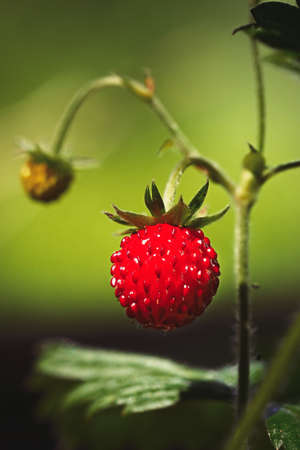 Close-up of growing red ripe wild strawberry (Fragaria vesca) on stem in forrest. Detail of fresh fruit with green leaves. Organic farming, healthy food, BIO viands, back to nature concept.の写真素材
