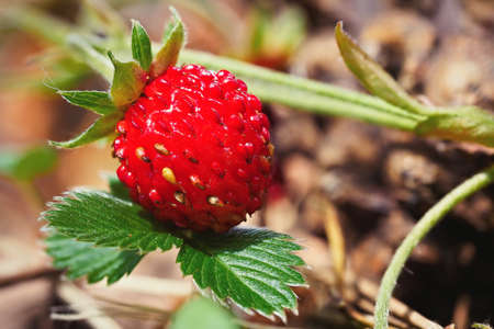 Close-up of growing red ripe wild strawberry (Fragaria vesca) on stem in forrest. Detail of fresh fruit with green leaves. Organic farming, healthy food, BIO viands, back to nature concept.の写真素材