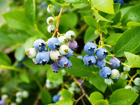 Ripe blueberries (Vaccinium Corymbosum) in homemade garden. Fresh bunch of natural fruit growing on branch on farm. Close-up. Organic farming, healthy food, BIO viands, back to nature concept.の写真素材