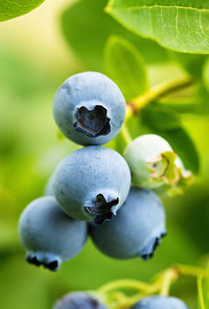 Ripe blueberries (Vaccinium Corymbosum) in homemade garden. Fresh bunch of natural fruit growing on branch on farm. Close-up. Organic farming, healthy food, BIO viands, back to nature concept.の写真素材