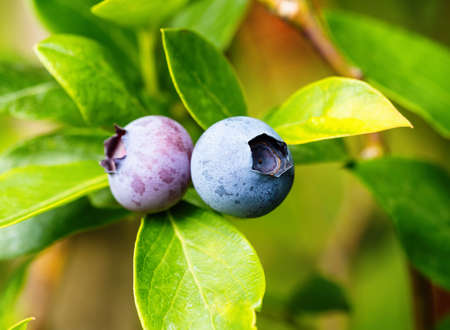 Ripe blueberries (Vaccinium Corymbosum) in homemade garden. Fresh bunch of natural fruit growing on branch on farm. Close-up. Organic farming, healthy food, BIO viands, back to nature concept.の写真素材