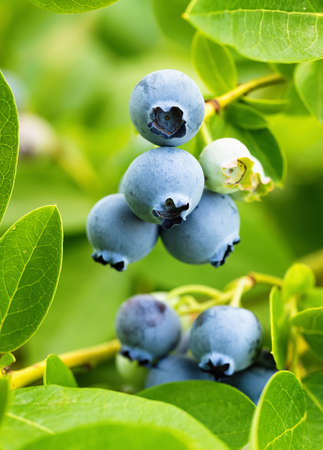 Ripe blueberries (Vaccinium Corymbosum) in homemade garden. Fresh bunch of natural fruit growing on branch on farm. Close-up. Organic farming, healthy food, BIO viands, back to nature concept.の写真素材