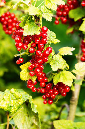 Ripe red currants (Ribes rubrum) in homemade garden. Fresh bunch of natural fruit growing on branch on farm. Close-up. Organic farming, healthy food, BIO viands, back to nature concept.の写真素材