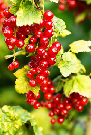 Ripe red currants (Ribes rubrum) in homemade garden. Fresh bunch of natural fruit growing on branch on farm. Close-up. Organic farming, healthy food, BIO viands, back to nature concept.の写真素材