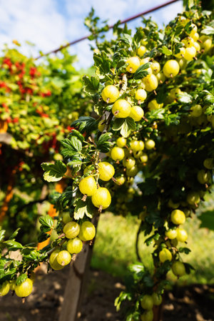Ripe green gooseberries (Ribes uva-crispa) in homemade garden. Fresh bunch of natural fruit growing on branch on farm. Organic farming, healthy food, BIO viands, back to nature concept.の写真素材