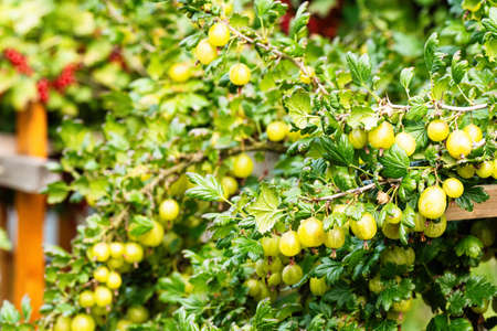 Ripe green gooseberries (Ribes uva-crispa) in homemade garden. Fresh bunch of natural fruit growing on branch on farm. Close-up. Organic farming, healthy food, BIO viands, back to nature concept.の写真素材