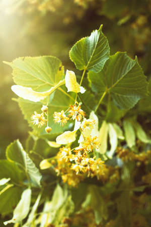 Blooming flowers of small leaved Linden tree (Tilia Cordata). Branch covered with yellow blossom used for herbal healing tea preparation. Natural background. Back to nature concept.の写真素材