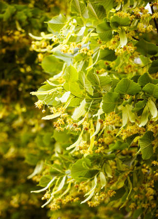 Blooming flowers of small leaved Linden tree (Tilia Cordata). Branch covered with yellow blossom used for herbal healing tea preparation. Natural background. Back to nature concept.の写真素材