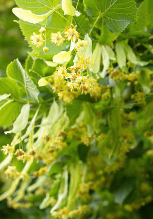 Blooming flowers of small leaved Linden tree (Tilia Cordata). Branch covered with yellow blossom used for herbal healing tea preparation. Natural background. Back to nature concept.の写真素材