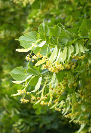Blooming flowers of small leaved Linden tree (Tilia Cordata). Branch covered with yellow blossom used for herbal healing tea preparation. Natural background. Back to nature concept.の写真素材