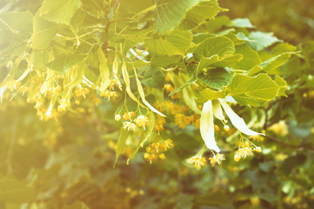 Blooming flowers of small leaved Linden tree (Tilia Cordata). Branch covered with yellow blossom used for herbal healing tea preparation. Natural background. Back to nature concept.の写真素材