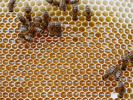 Bees work on honeycomb with honey in the hive. Swarm of insect (Apis mellifera) in apiary close-up. Organic BIO farming, animal rights, back to nature concept.の写真素材