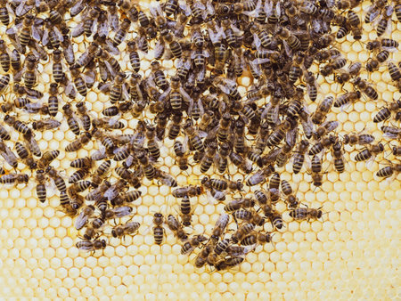 Bees work on honeycomb with honey in the hive. Swarm of insect (Apis mellifera) in apiary close-up. Organic BIO farming, animal rights, back to nature concept.の写真素材