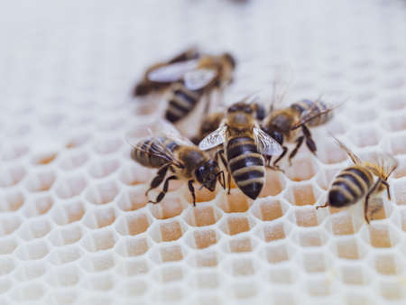 Bees work on honeycomb with honey in the hive. Swarm of insect (Apis mellifera) in apiary close-up. Organic BIO farming, animal rights, back to nature concept.の写真素材