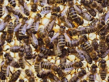 Bees work on honeycomb with honey in the hive. Swarm of insect (Apis mellifera) in apiary close-up....