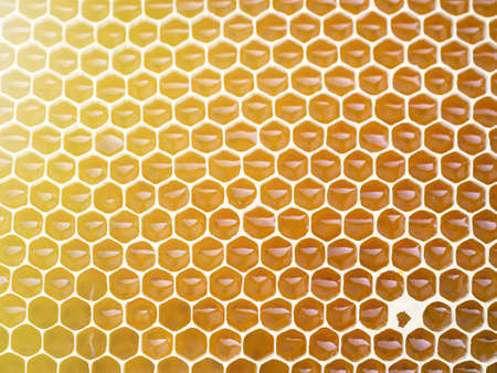 Beekeeping - close-up of cells filled with honey. Background texture and pattern of a section of wax honeycomb from a bee hive in a full frame view. Organic BIO farming, animal rights, back to nature.の写真素材
