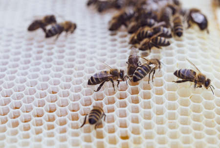 Bees work on honeycomb with honey in the hive. Swarm of insect (Apis mellifera) in apiary close-up. Organic BIO farming, animal rights, back to nature concept.の写真素材