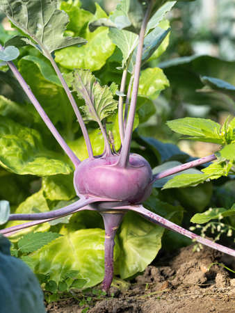 Fresh ripe head of green kohlrabi (Brassica oleracea Gongylodes Group) growing in homemade garden, short before the harvest. Close-up. Organic farming, healthy food, BIO viands, back to nature.の写真素材