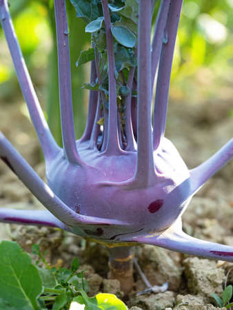 Fresh ripe head of green kohlrabi (Brassica oleracea Gongylodes Group) growing in homemade garden, short before the harvest. Close-up. Organic farming, healthy food, BIO viands, back to nature.の写真素材