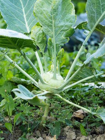 Fresh ripe head of green kohlrabi (Brassica oleracea Gongylodes Group) growing in homemade garden, short before the harvest. Close-up. Organic farming, healthy food, BIO viands, back to nature.の写真素材