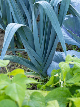 Ripe leek plant (Allium Porrum) growing in garden bed. Fresh plantation of green natural leaves in...